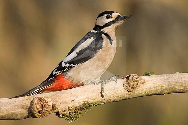 Great Spotted Woodpecker climbing tree; Grote bonte Specht tegen boom opklimmend stock-image by Agami/Han Bouwmeester,