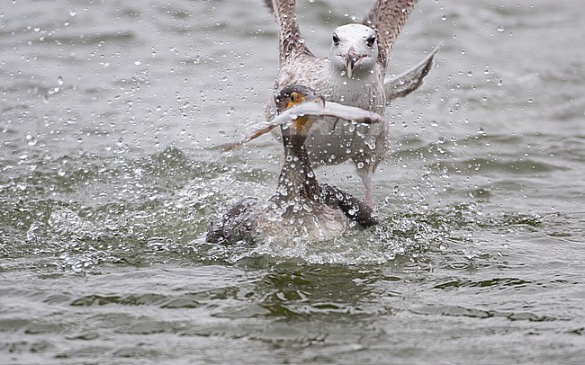 Great Black-backed Gull (Larus marinus), immature chasing a Cormorant with a fish at Gilleleje Harbor, Denmark stock-image by Agami/Helge Sorensen,