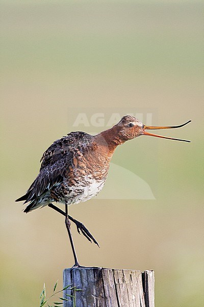 Grutto roepend,	Black-tailed Godwit calling stock-image by Agami/Jari Peltomäki,