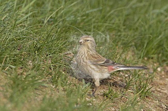 Twite foraging on ground, Frater foeragerend op grond stock-image by Agami/Jari Peltomäki,