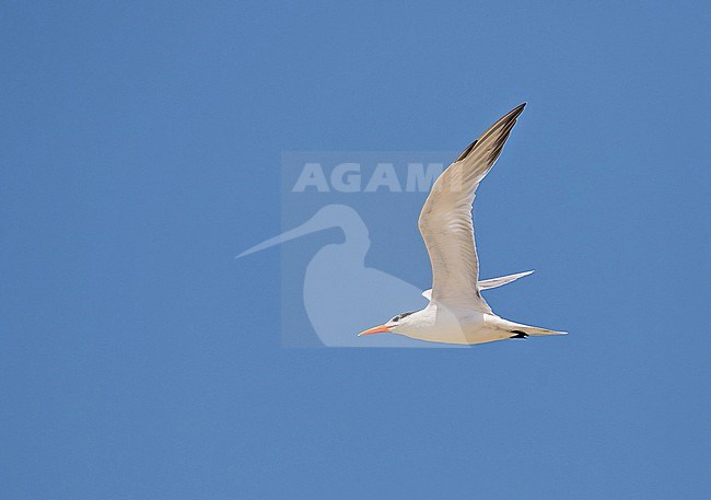 American Royal Tern (Thalasseus maximus) in Colombia. stock-image by Agami/Pete Morris,