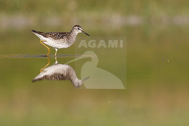 Wood Sandpiper - Bruchwasserläufer - Tringa glareola, Germany, adult, worn breeding plumage stock-image by Agami/Ralph Martin,