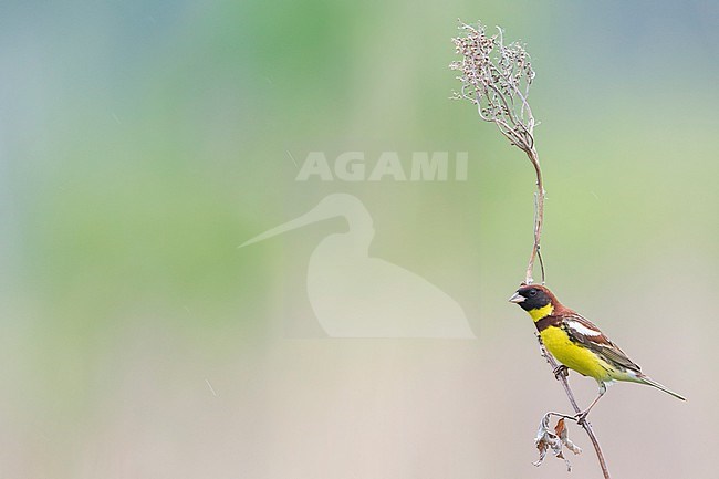 Yellow-breasted Bunting, Emberiza aureola ssp. aureola, Russia (Baikal), adult male stock-image by Agami/Ralph Martin,