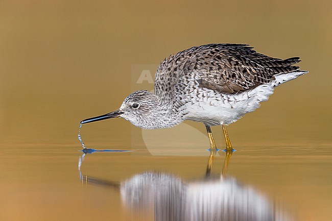 Marsh Sandpiper, Tringa stagnatilis, standing in shallow water in Italy during spring migration. Drinking water. stock-image by Agami/Daniele Occhiato,