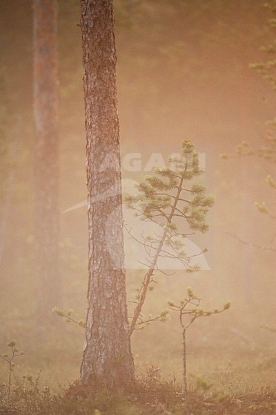 Taiga Finland stock-image by Agami/Menno van Duijn,
