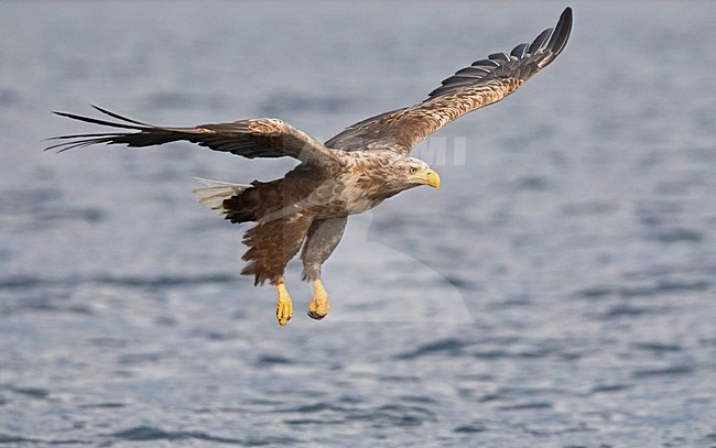 Zeearend, White-tailed Eagle, Haliaeetus albicilla stock-image by Agami/Jari Peltomäki,