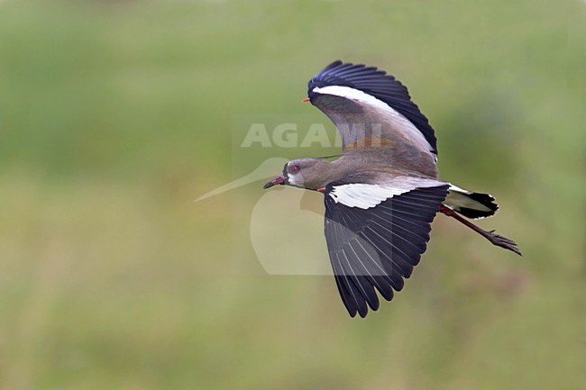 Vliegende Chileense Kievit, Southern Lapwing in flight stock-image by Agami/Dubi Shapiro,