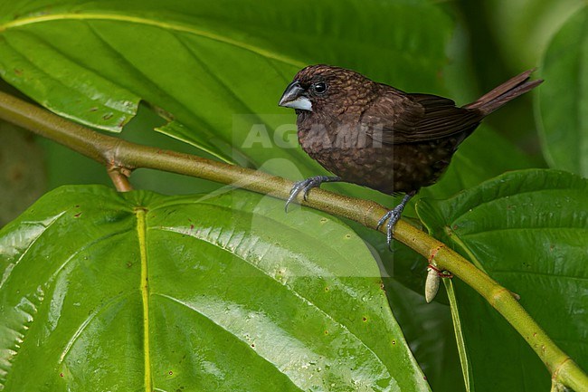 Dusky Munia (Lonchura fuscans) Perched on a branch in Borneo stock-image by Agami/Dubi Shapiro,