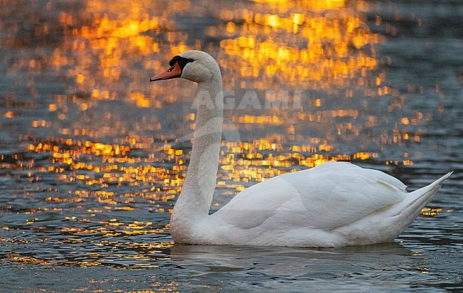 Adult male Mute Swan (Cygnus olor) swimming on an belgium river with beautiful reflections of street lights on the water surface. stock-image by Agami/Marc Guyt,