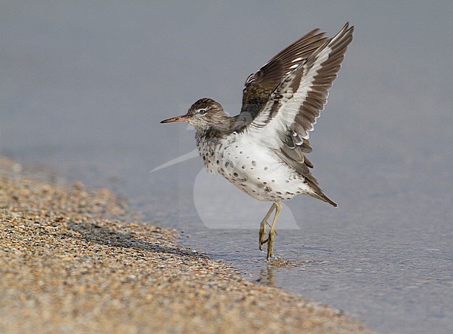 Spotted Sandpiper (Actitis macularius) taking off and showing it’s under wing. Medemblik, Netherlands. The species is a rare vagrant in the Netherlands. stock-image by Agami/Karel Mauer,