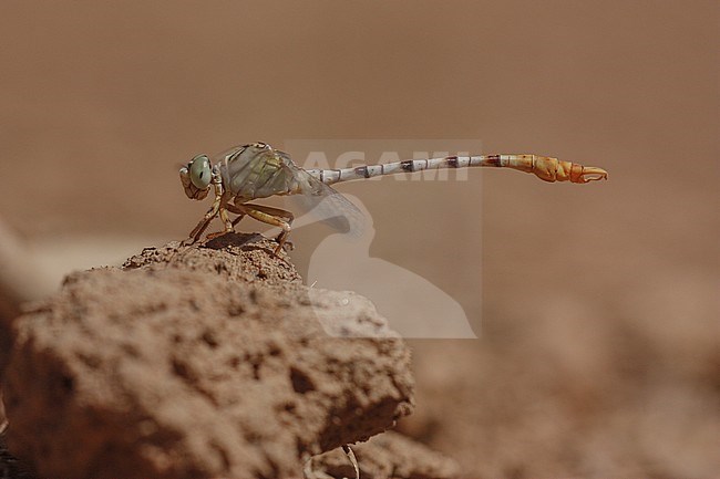 Mannetje Golftanglibel, Male Waved pincertail stock-image by Agami/Paul Schrijvershof,