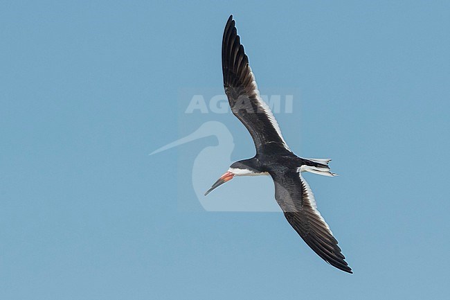 Adult Black Skimmer, Rynchops niger
Galveston Co., Texas, USA. stock-image by Agami/Brian E Small,
