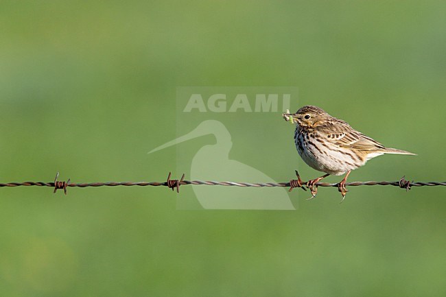 Graspieper met voedsel, Meadow Pipit with prey stock-image by Agami/Wil Leurs,