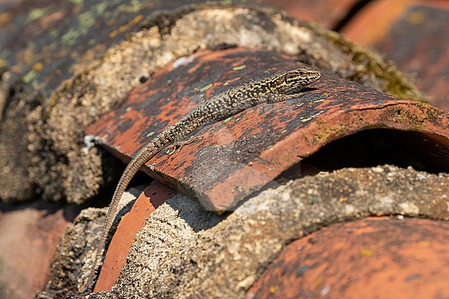 Wall lizard warming up on a shed in southern France stock-image by Agami/Arnold Meijer,