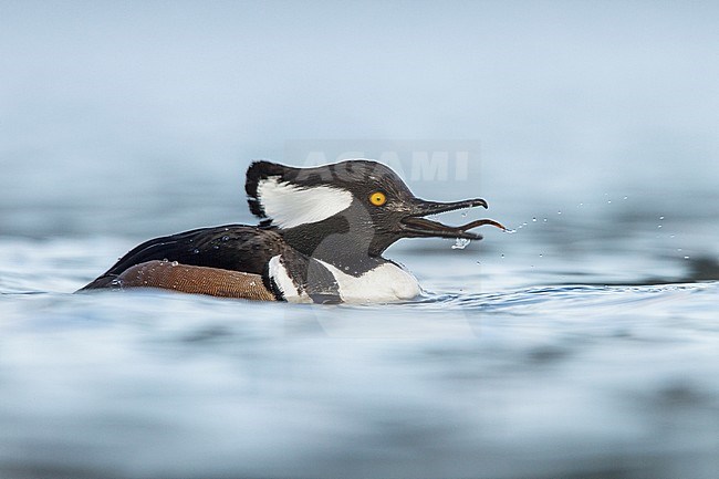 Hooded Merganser (Lophodytes cucullatus) in the ocean near Victoria, British Columbia, Canada. stock-image by Agami/Glenn Bartley,