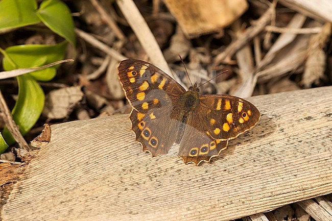 Canarisch bont zandoogje / Canary Speckled Wood (Pararge xiphioides) stock-image by Agami/Wil Leurs,