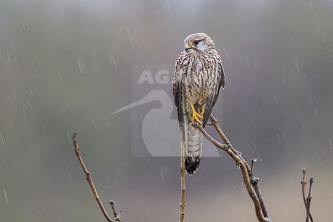 Common Kestrel, Falco tinnunculus stock-image by Agami/Menno van Duijn,