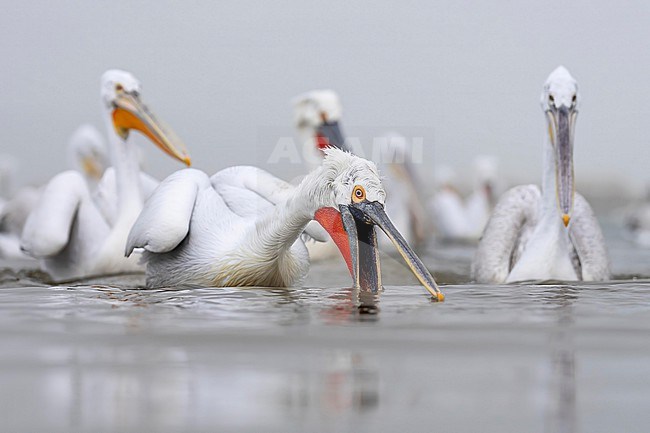 Dalmatian Pelican (Pelecanus crispus) feeding on fish on lake Kerkini in Greece. stock-image by Agami/Marcel Burkhardt,