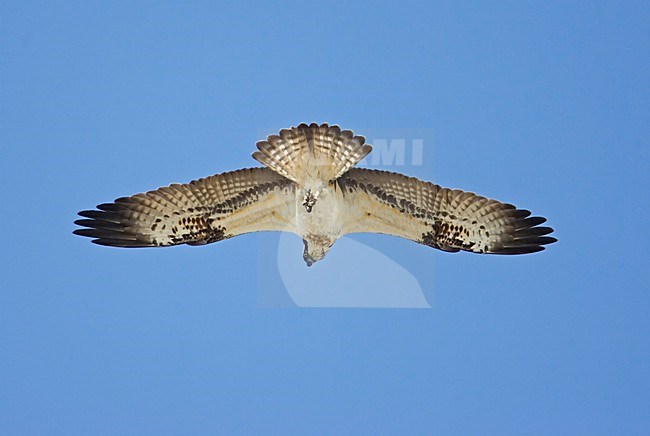 Visarend jagend; Osprey hunting stock-image by Agami/Markus Varesvuo,