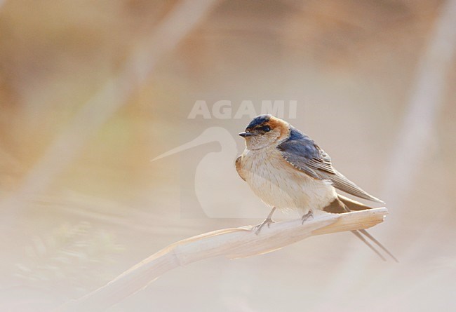 Roodstuitzwaluw zittend; Red-rumped Swallow perched stock-image by Agami/Markus Varesvuo,