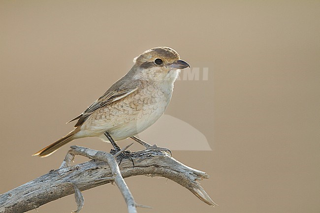 juveniel Daurian Shrike, juvenile Daurische Klauwier stock-image by Agami/Ralph Martin,