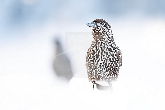 Spotted Nutcracker (Nucifraga caryocatactes) sitting in the snow in bulgarian mountain. stock-image by Agami/Marcel Burkhardt,