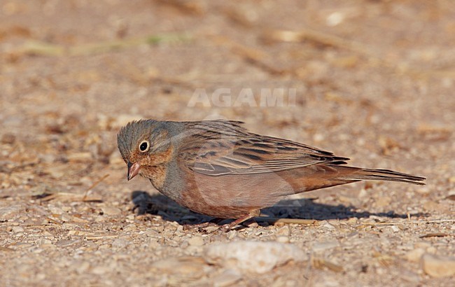 Mannetje Bruinkeelortolaan, Male Cretschmar's Bunting stock-image by Agami/Markus Varesvuo,