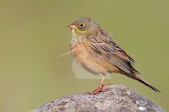 Ortolan Bunting - Ortolan - Emberiza hortulana, Kazakhstan, adult male stock-image by Agami/Ralph Martin,