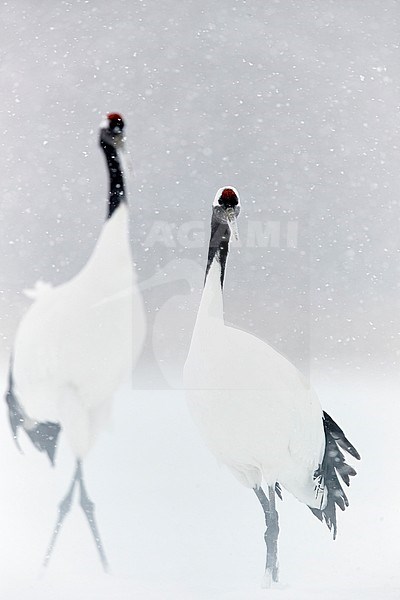 Chinese Kraanvogel baltsend in de sneeuw, Red-crowned Crane displaying in snow stock-image by Agami/Markus Varesvuo,