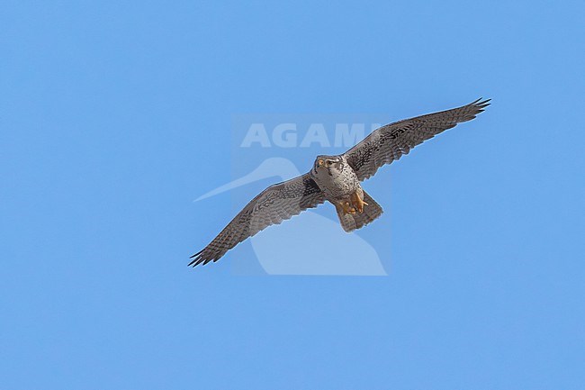 Prairie Falcon (Falco mexicanus) in flight  in USA stock-image by Agami/Dubi Shapiro,