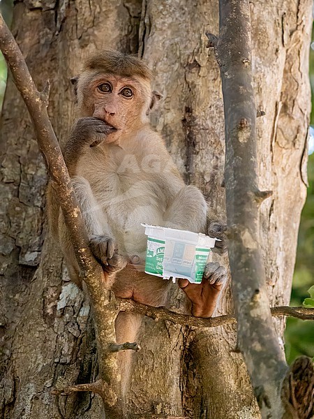 Sri Lankan Toque Macaque, Macaca sinica stock-image by Agami/Hans Germeraad,