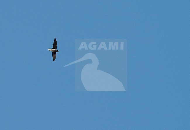 White-rumped Spinetail (Zoonavena sylvatica), also known as White-rumped Needletail, seen in flight from below. stock-image by Agami/Marc Guyt,
