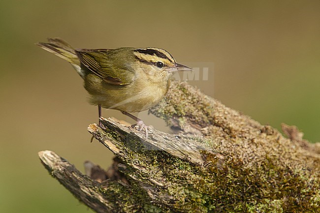 Adult
Galveston Co., TX
April 2014 stock-image by Agami/Brian E Small,