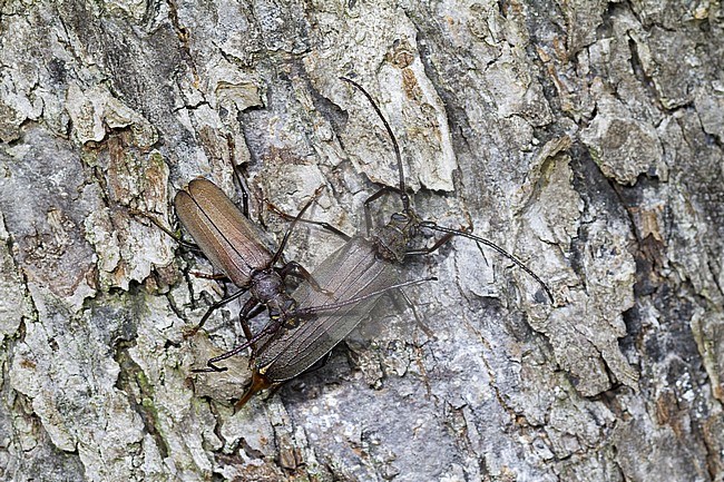 Megopis scabricornis - Körnerbock, Germany, imago, male and female stock-image by Agami/Ralph Martin,