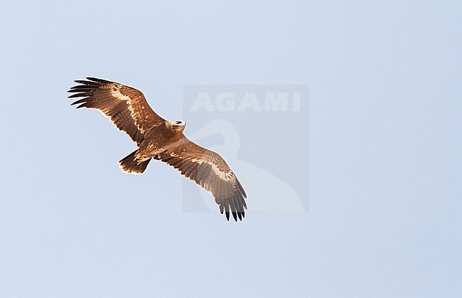 Steppe Eagle (Aquila nipalensis) during spring migration over Eilat Mountains, Israel. stock-image by Agami/Marc Guyt,