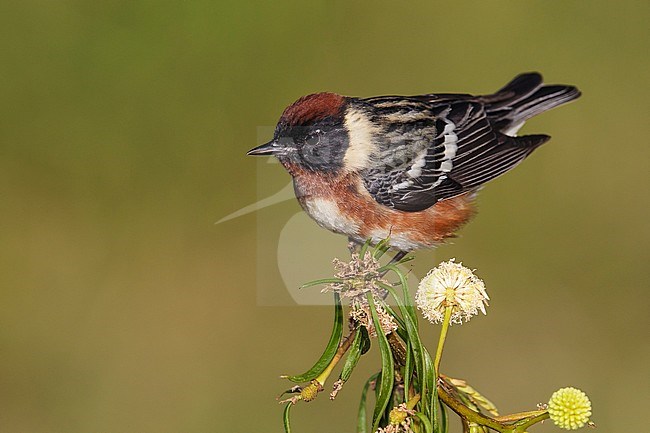 Adult male breeding
Galveston Co., TX
May 2013 stock-image by Agami/Brian E Small,