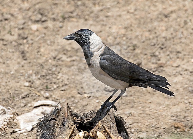 Adult Daurian Jackdaw, Corvus dauuricus, in Sichuan, China. stock-image by Agami/Pete Morris,