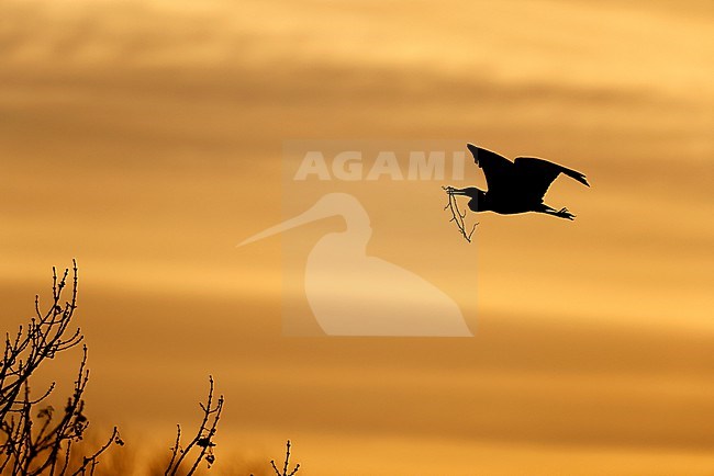 Grey Heron in the Spring stock-image by Agami/Chris van Rijswijk,