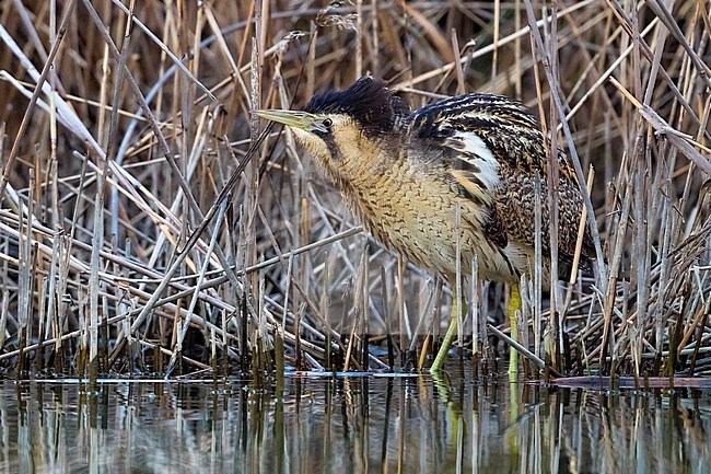 Eurasian Bittern (Botaurus stellaris) hunting from the edge of a reedbeed in Italy. stock-image by Agami/Daniele Occhiato,
