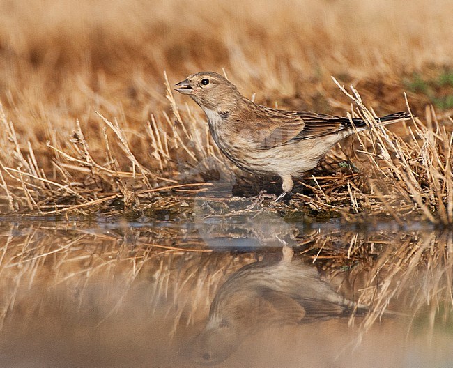 Kneu drinkend; Common Linnet (Carduelis cannabina) drinking stock-image by Agami/Marc Guyt,