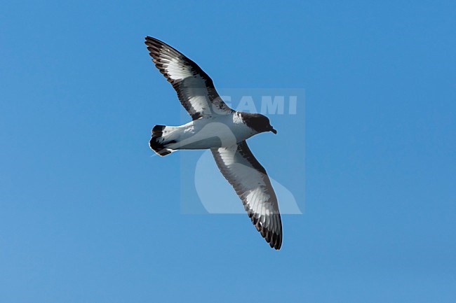 Kaapse Stormvogel in vlucht, Cape Petrel in flight stock-image by Agami/Wil Leurs,