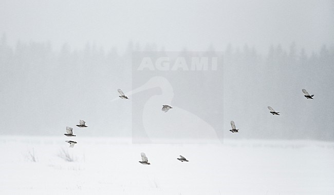 Patrijs in de vlucht, Grey Partridge in flight stock-image by Agami/Markus Varesvuo,