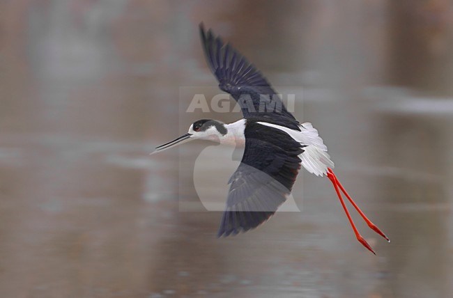 Steltkluut in vlucht; Black-winged Stilt in flight stock-image by Agami/Daniele Occhiato,