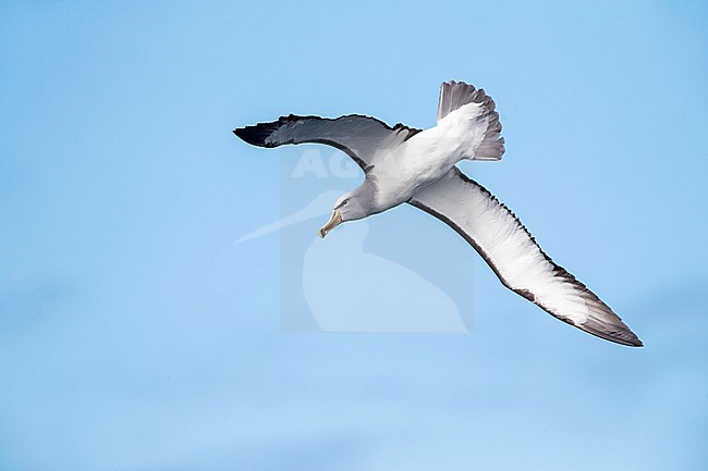 Adult Salvin's Albatross (Thalassarche salvini) hanging in mid air. stock-image by Agami/Marc Guyt,