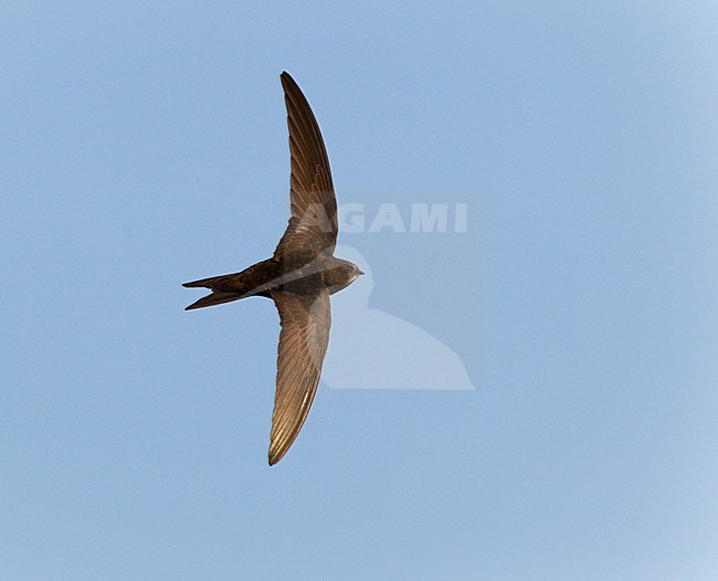 Vliegende, fouragerende Gierzwaluw. Flying Common Swift stock-image by Agami/Ran Schols,