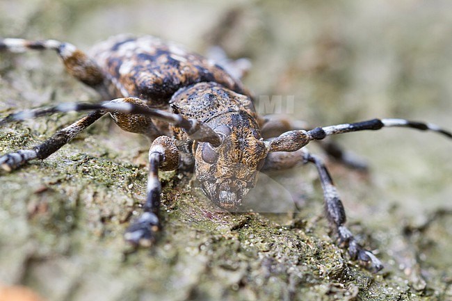 Acanthoderes clavipes - Keulenfüßiger Scheckenbock, Germany, imago stock-image by Agami/Ralph Martin,