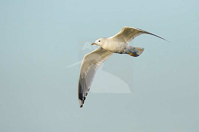 Adult breeding Short-billed Gull, Larus brachyrhynchus, during spring in Alaska, United States. stock-image by Agami/Brian E Small,