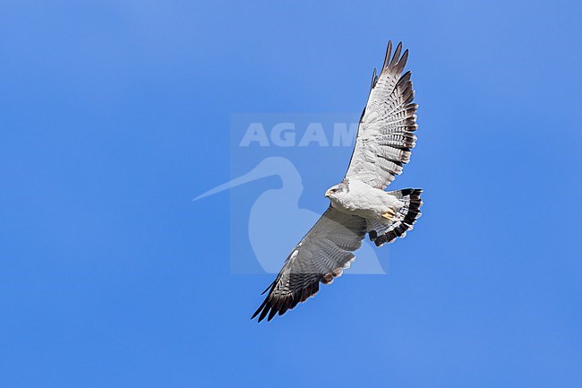 Variable Hawk (Geranoaetus polyosoma) in flight in Argentina stock-image by Agami/Dubi Shapiro,