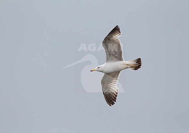 Second-summer Caspian Gull (Larus cachinnans) in flight in Azerbaijan, showing upper wing pattern. stock-image by Agami/David Monticelli,