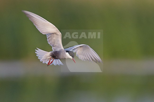 Volwassen Witwangstern in vlucht, Adult Whiskered Tern in flight stock-image by Agami/Markus Varesvuo,